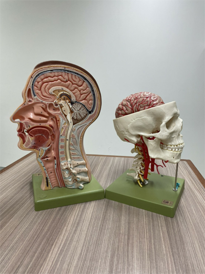 Pt Phyathai Intouch1 Neurological System And Exercise