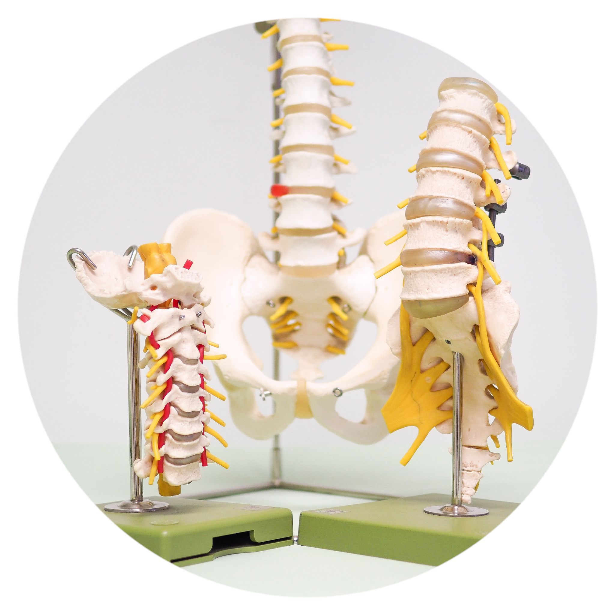 Musculoskelatal System
