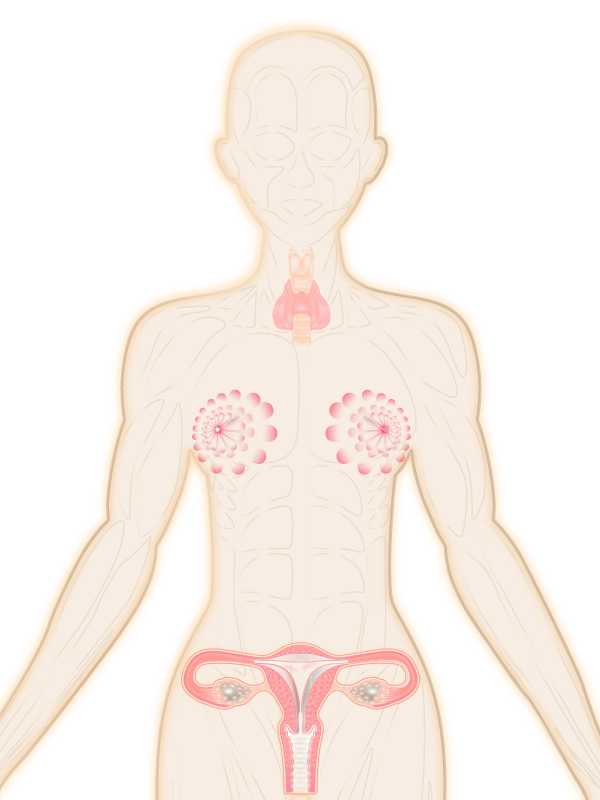 Body Anatomy